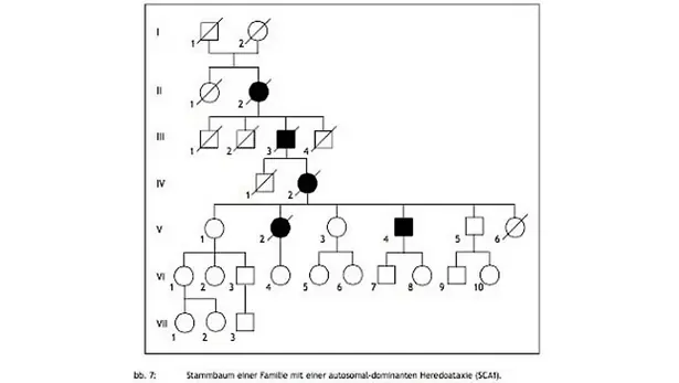 Stammbaum einer Familie mit einer autosomal-dominanten Heredoataxie (SCA1). Betroffene Personen sind durch schwarz ausgefüllte Kreise (weiblich) und Quadrate (männlich) gekennzeichnet. Gesunde Familienmitglieder sind als leere Symbole dargestellt. Durchgestrichene Symbole zeigen verstorbene Personen an. Der Stammbaum erstreckt sich über sieben Generationen und verdeutlicht die Vererbung des Krankheitsgens durch betroffene Nachkommen in mehreren Generationen.