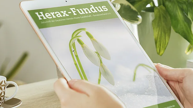 Person hält ein Tablet, auf dem das Titelbild der Zeitschrift 'Herax-Fundus' der Deutschen Heredo-Ataxie-Gesellschaft (DHAG) zu sehen ist. Das Cover zeigt weiße Schneeglöckchen vor einem Hintergrund aus Schnee. Der Titel 'Herax-Fundus' ist in einer grünen Leiste oben zu sehen, gefolgt von dem Untertitel 'Zeitschrift der Deutschen Heredo-Ataxie-Gesellschaft - Bundesverband e.V.'. Im Hintergrund sind Zimmerpflanzen und eine Tasse Tee zu erkennen.